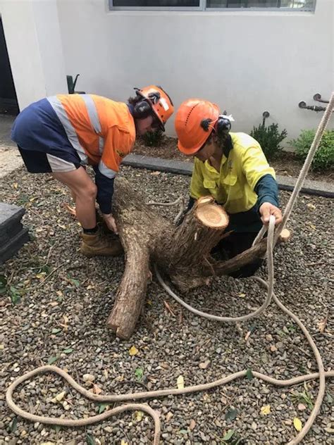 tree stump removal toowoomba|Stump Removal Toowoomba .